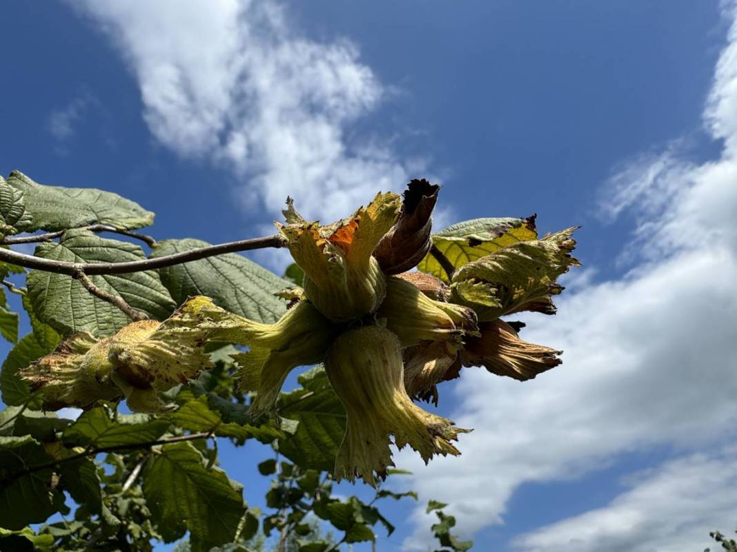 Yurt dışına tonlarca ihraç ediliyor: Hasat başladı! Fındıkta rekor rekolte bekleniyor 8